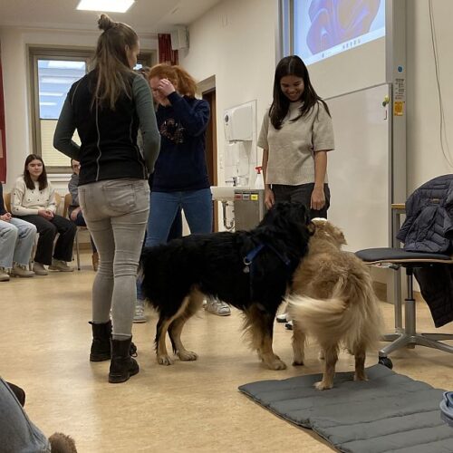 „Therapeuten auf vier Pfoten“